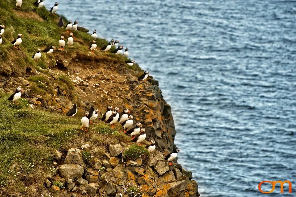 Atlantic Puffins at Látrabjarg