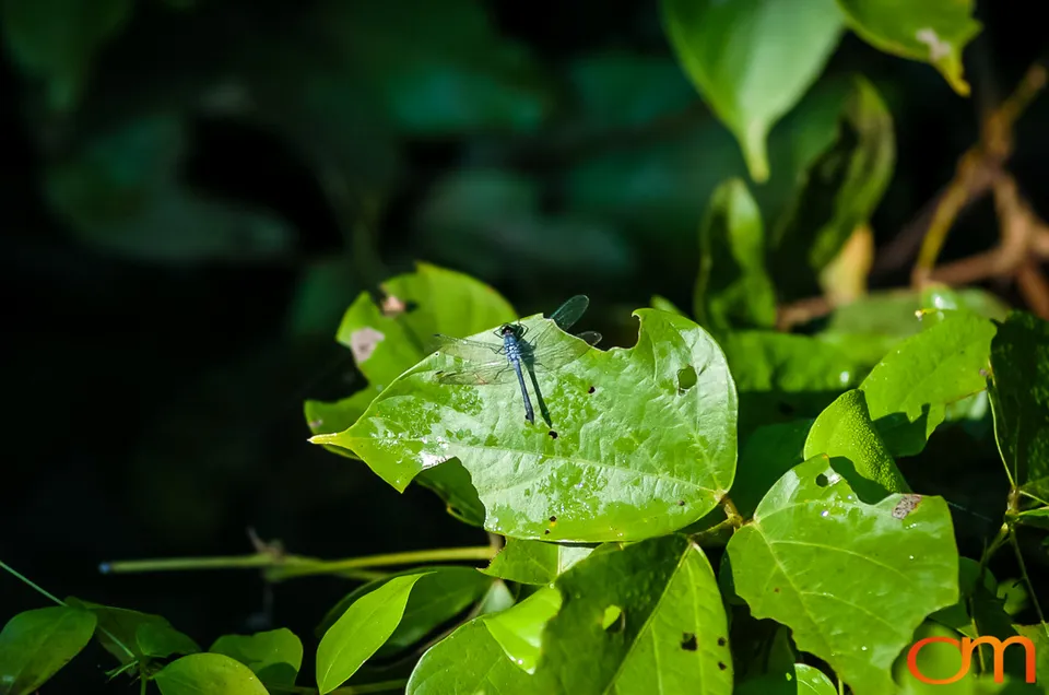 The Peruvian Amazon