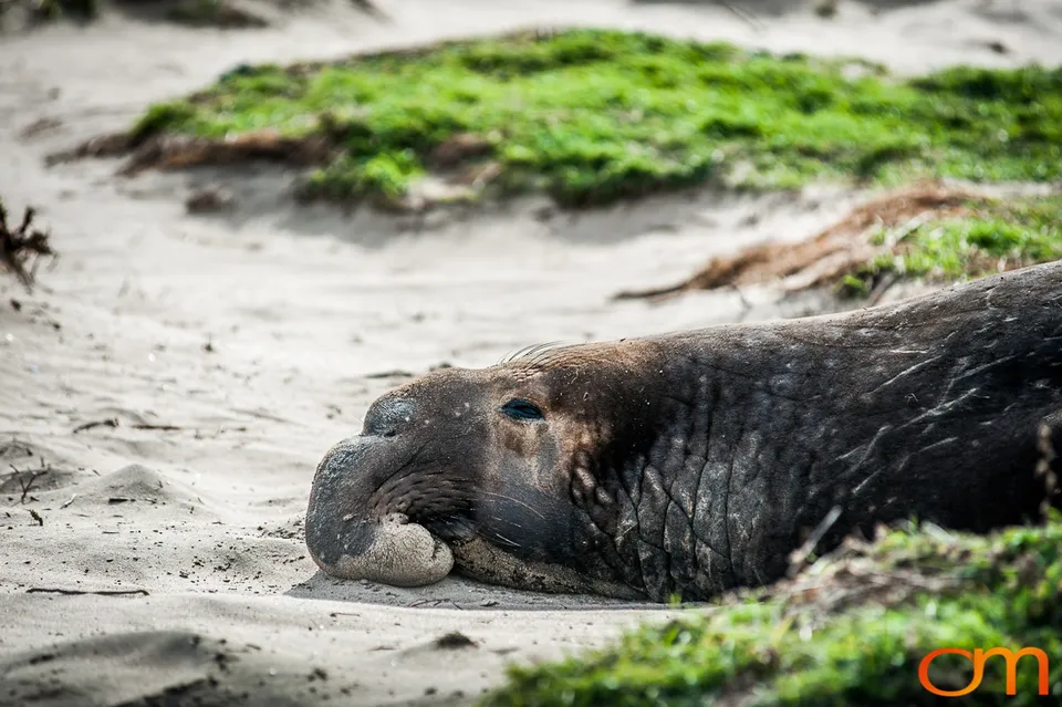 Northern Elephant Seals at Año Nuevo State Park