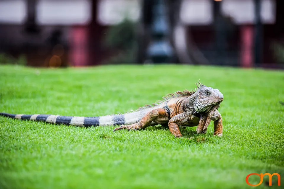 Green Iguana