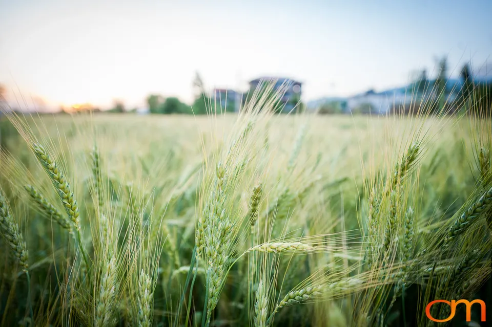 Dharamshala: Wheat Fields