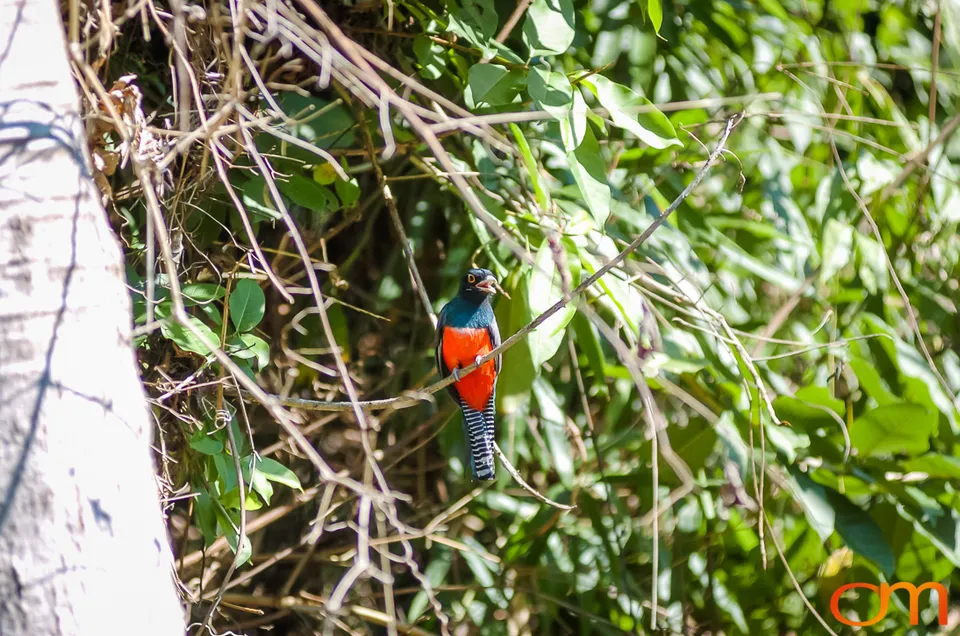 The Peruvian Amazon