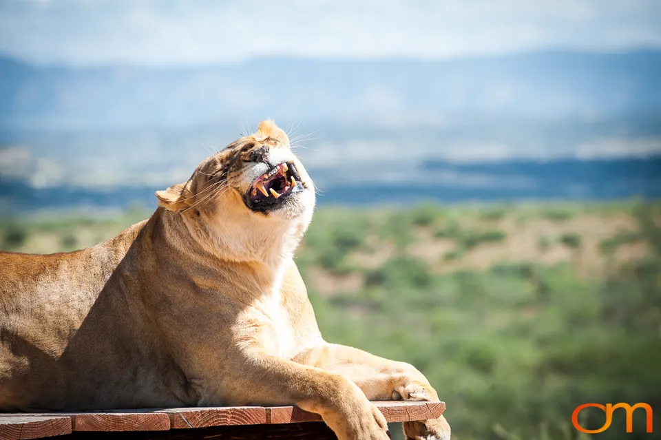 Out of Africa Wildlife Park & Sanctuary