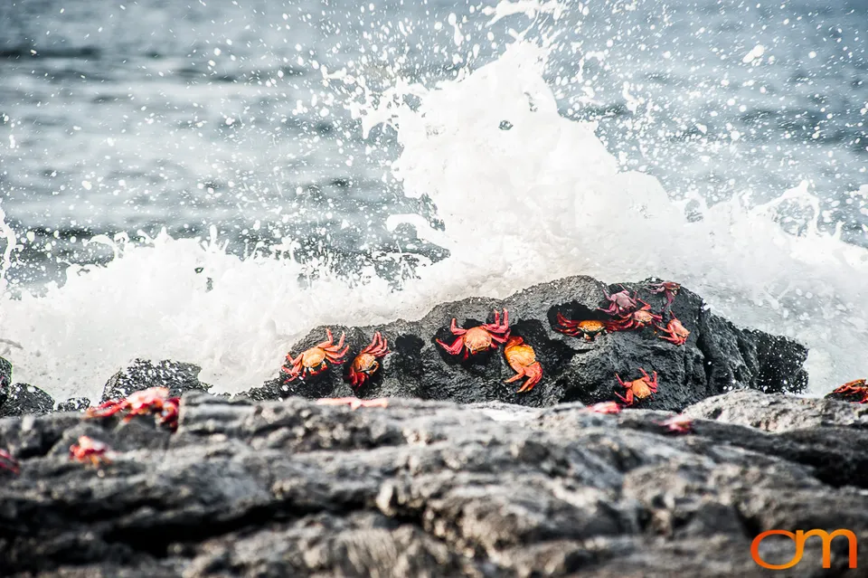 Sally Lightfoot Crabs of the Galápagos