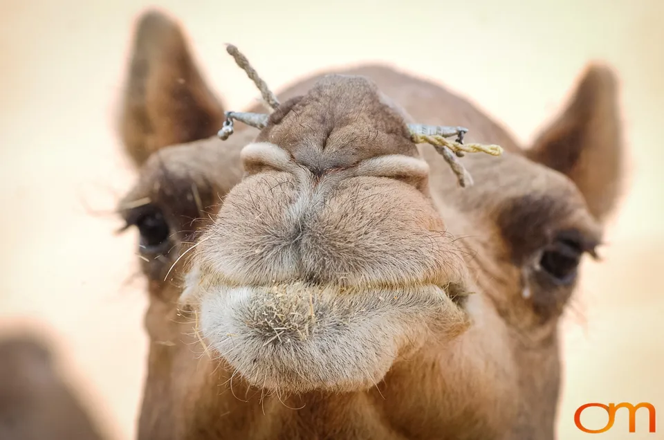 Rajasthan: Thar Desert