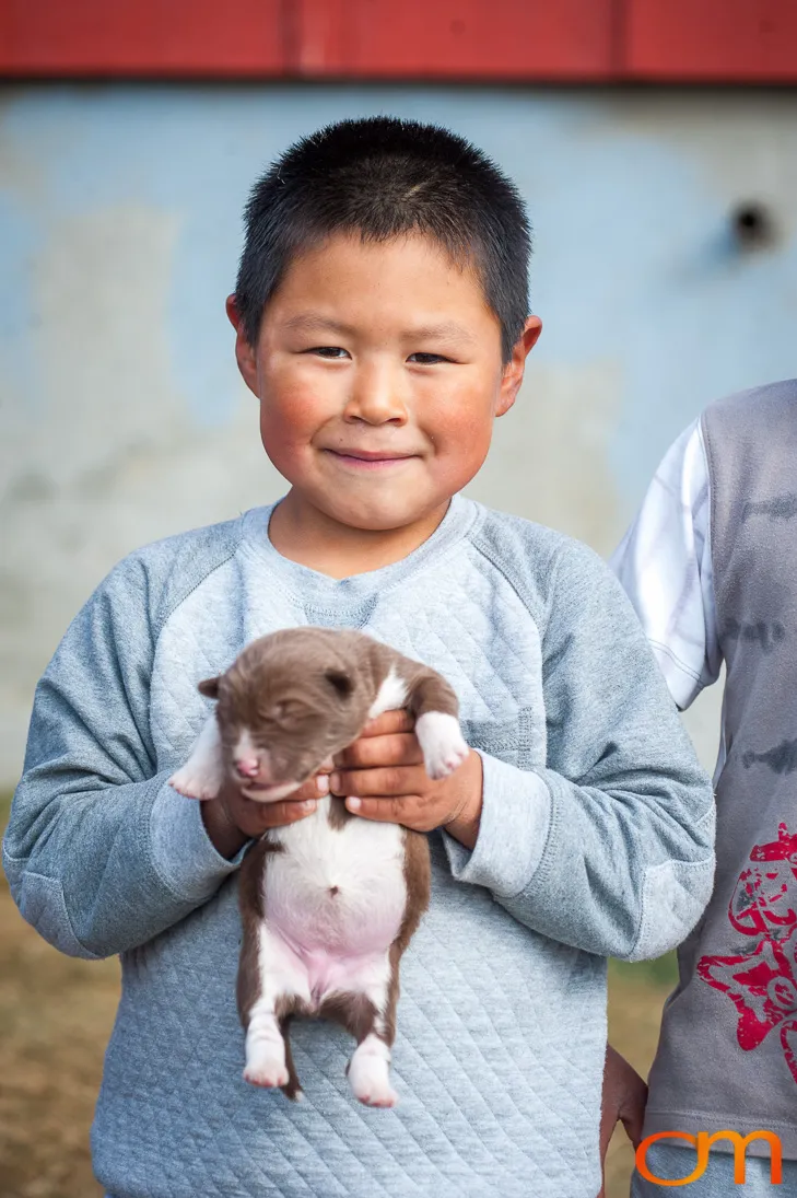 Qimmit: Greenland’s Working Sled Dogs