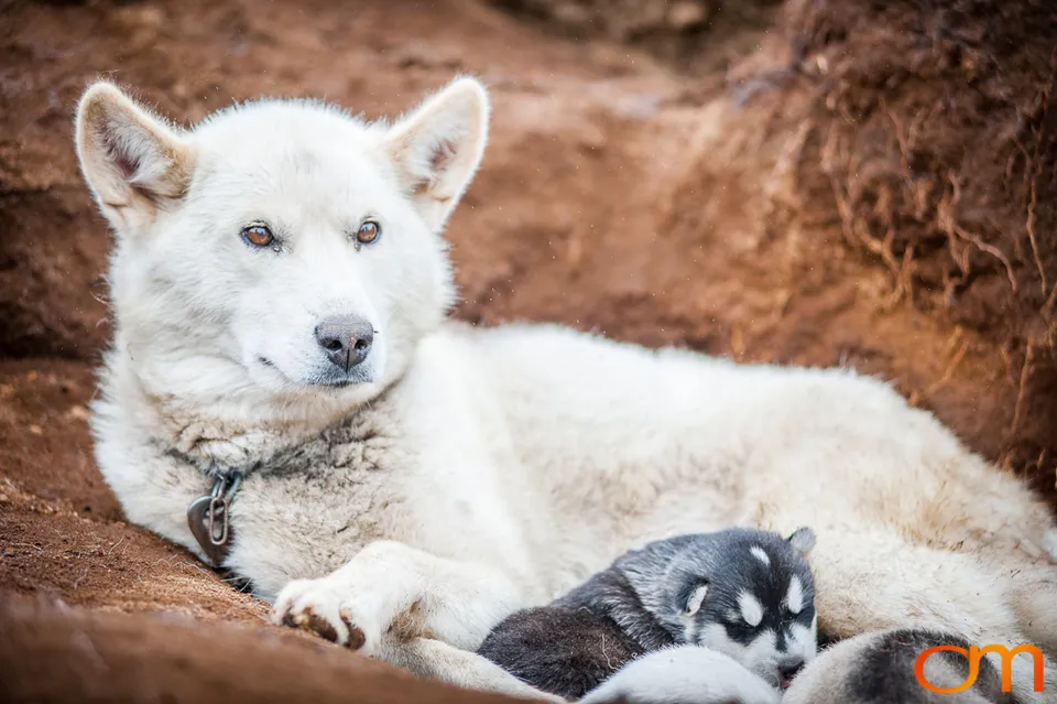 Qimmit: Greenland’s Working Sled Dogs