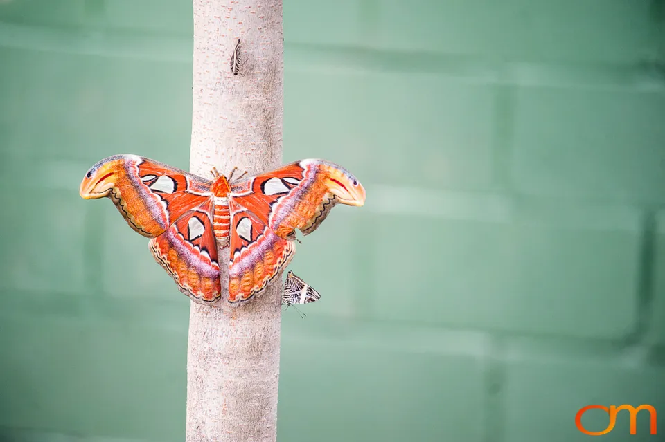 Butterflies and Moths at Butterfly Wonderland