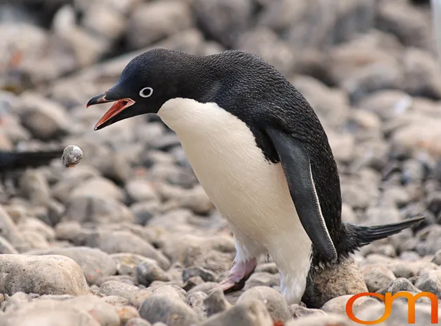 Adélie Penguins
