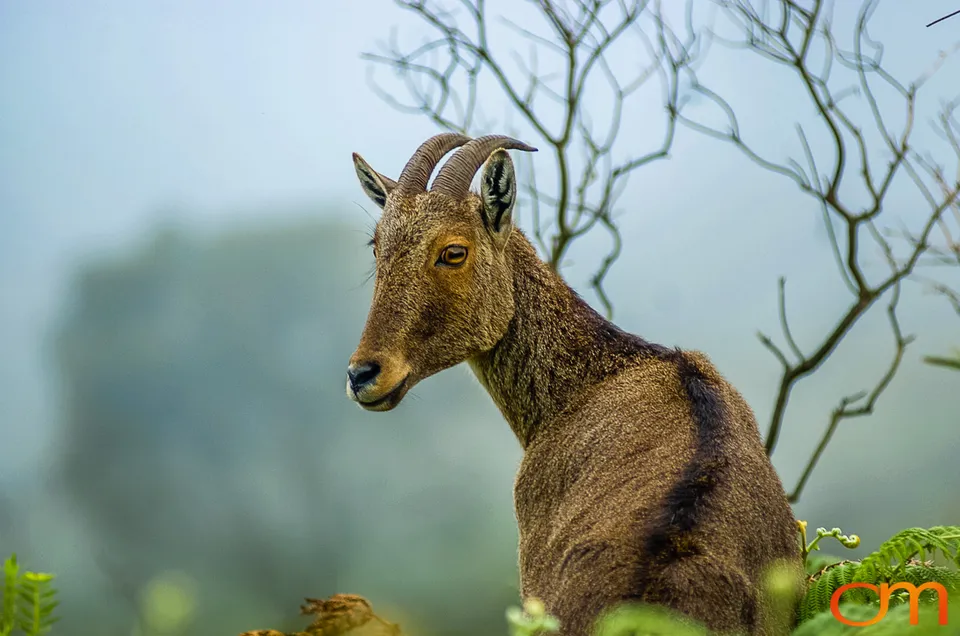 Munnar: Nilgiri Tahr