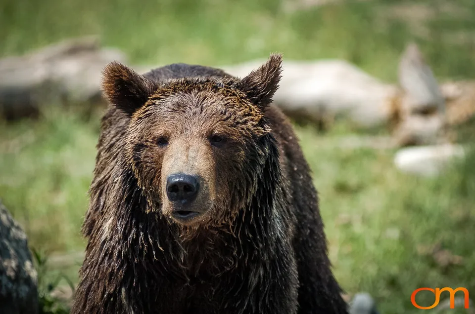 Brown Bears