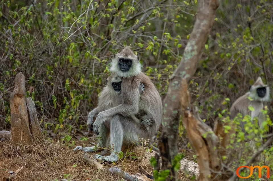 Munnar: Bonnet Macaque & Tufted Gray Langur