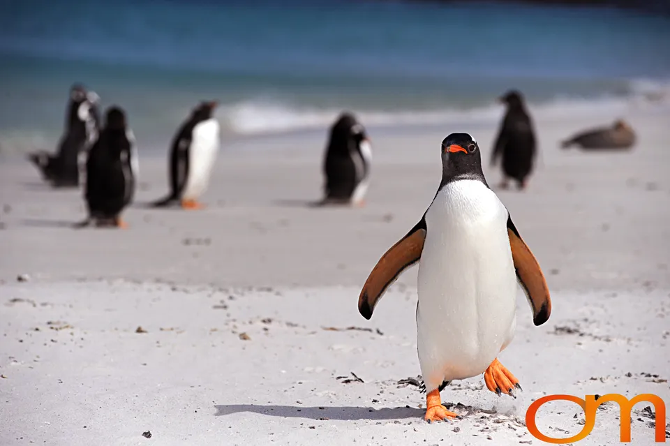 Gentoo Penguins
