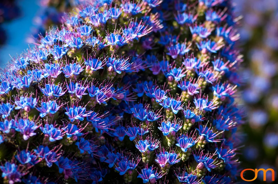 Pride of Madeira in Santa Cruz