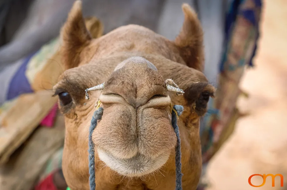 Rajasthan: Thar Desert