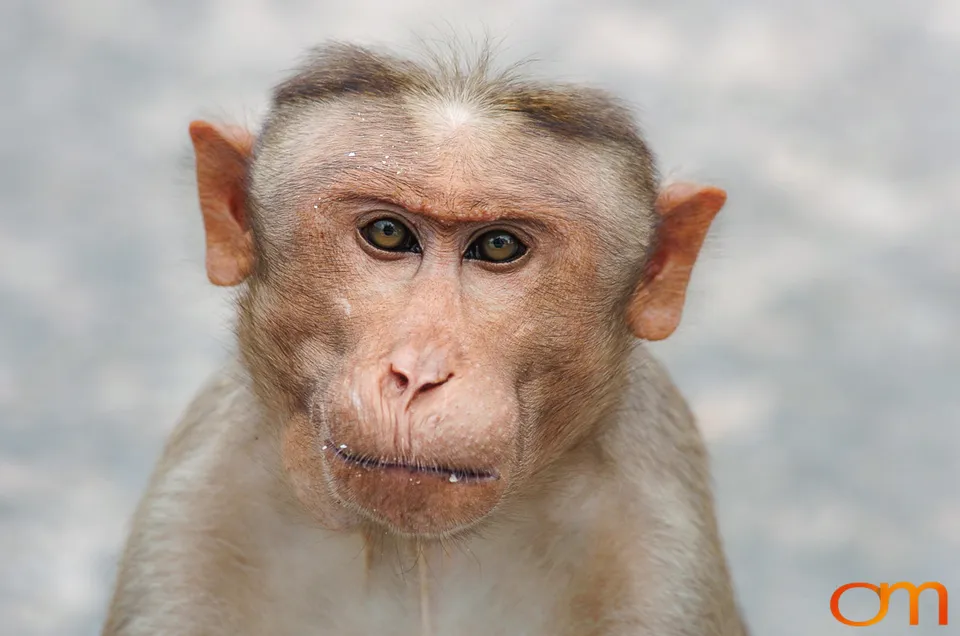 Munnar: Bonnet Macaque & Tufted Gray Langur