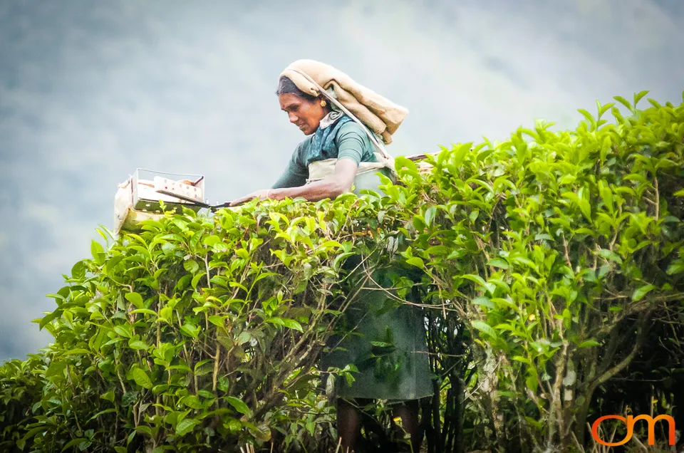 Tea Harvesting in Munnar