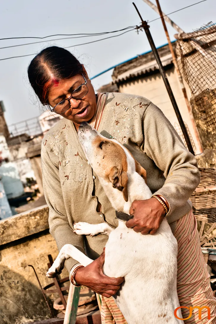 Kolkata Street Dogs: Community Care and the Indian Native Dog