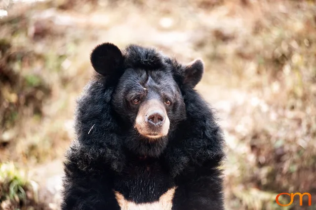 Darjeeling: Tea Landscapes and Himalayan Wildlife