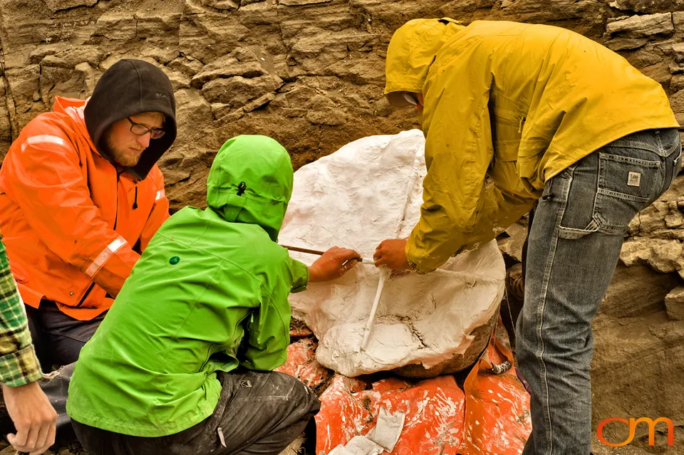 Pliocene Right Whale Fossil from Tjörnes, Iceland