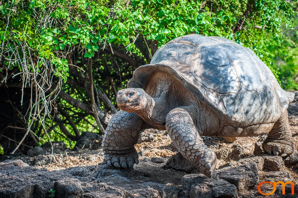 Galápagos Giant Tortoises