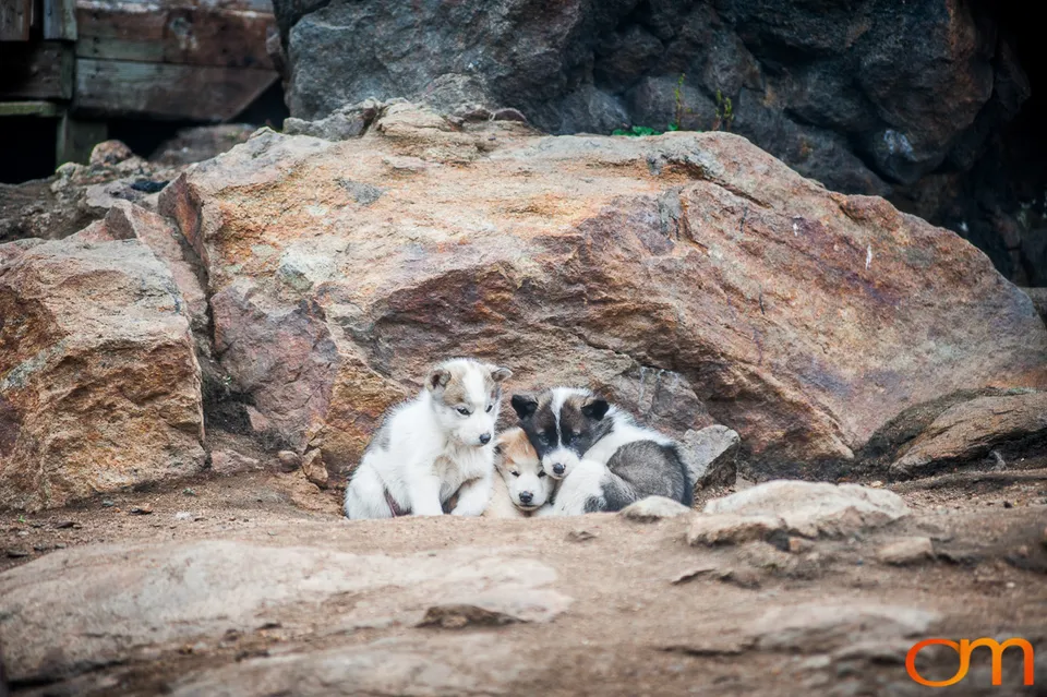 Qimmit: Greenland’s Working Sled Dogs