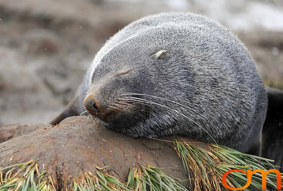 Antarctic Fur Seals