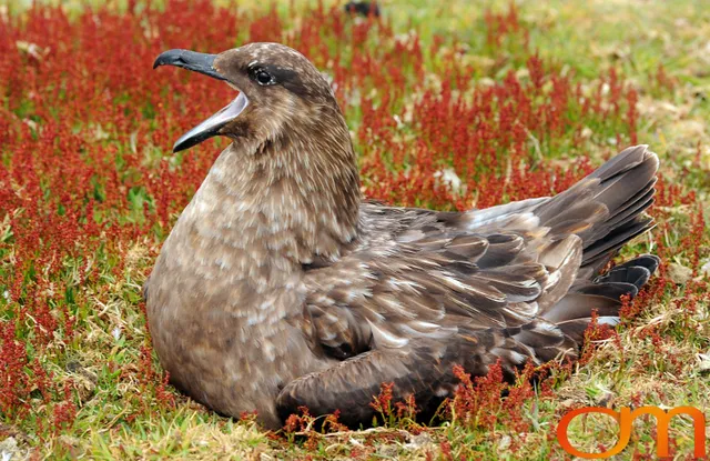 Falkland Skuas