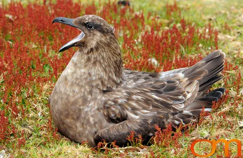 Falkland Skuas
