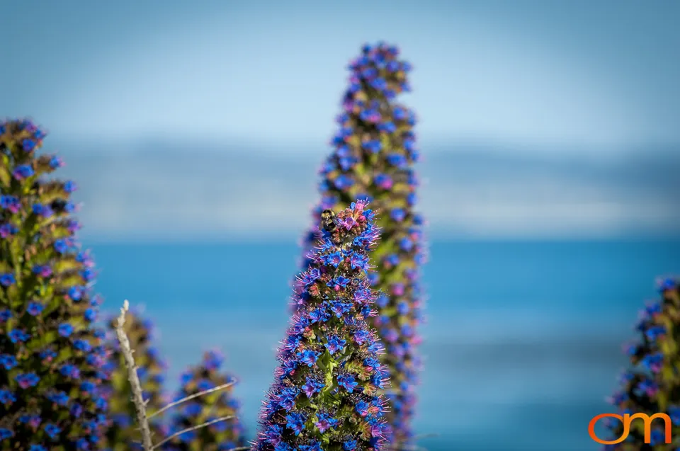 Pride of Madeira in Santa Cruz