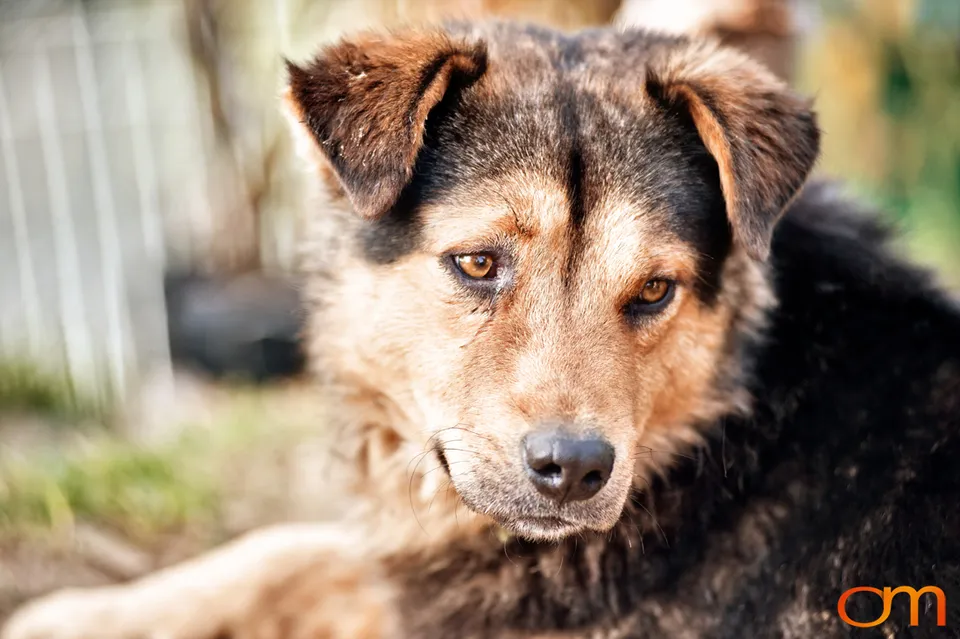 Kolkata Street Dogs: Community Care and the Indian Native Dog