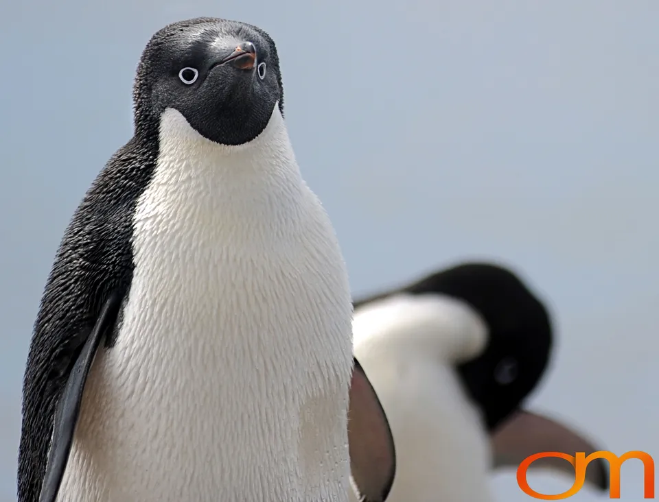 Adélie Penguins