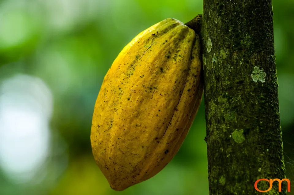 Ghana: Cocoa Plantations