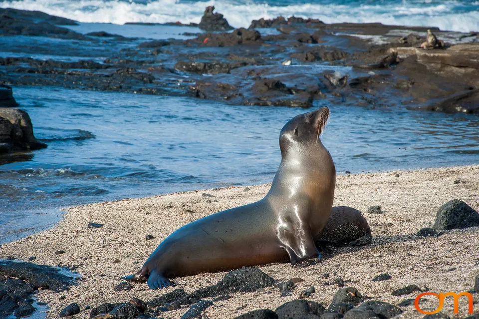 Galápagos Fur Seals