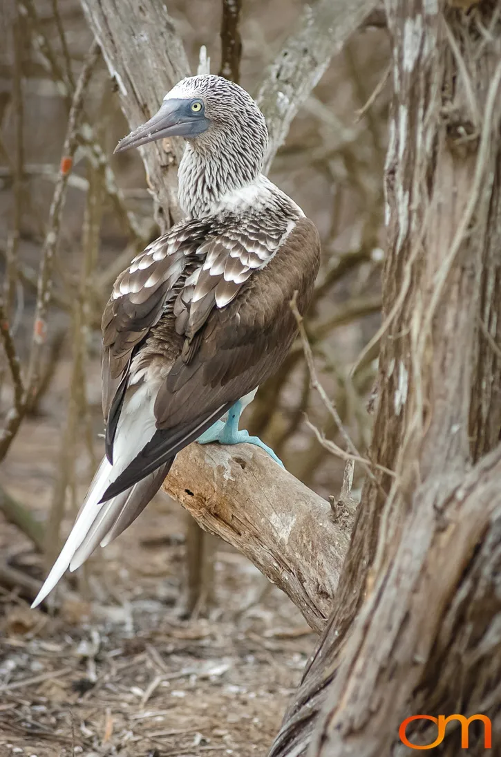 Blue-footed Booby