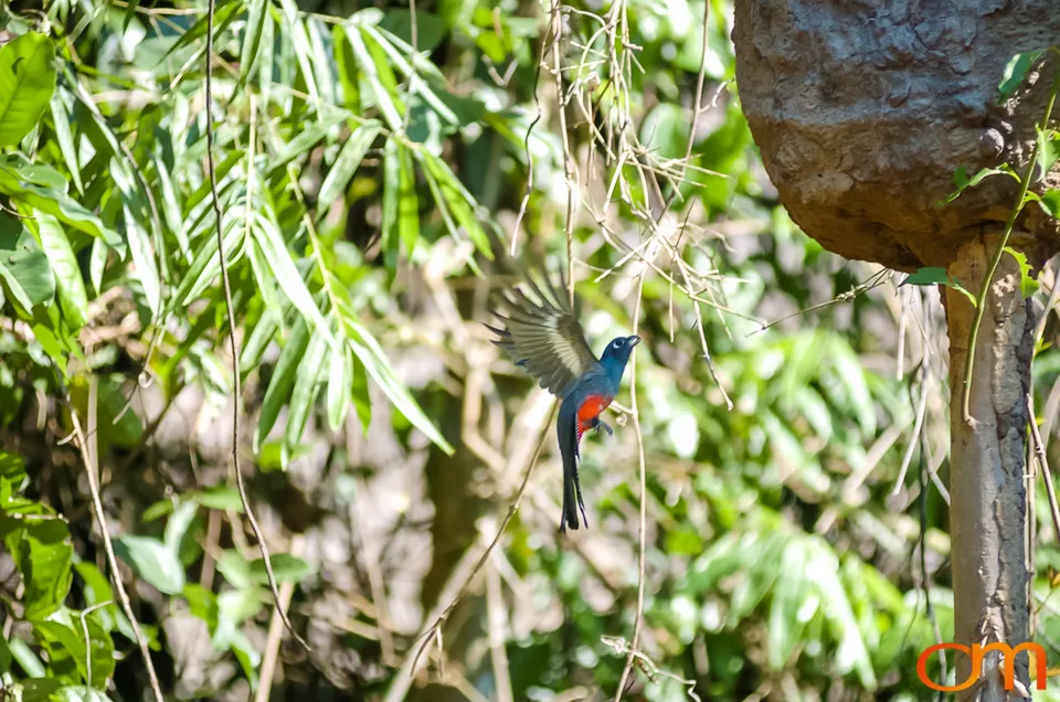 The Peruvian Amazon