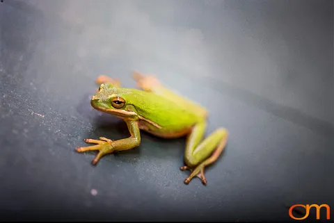 American Green Treefrog