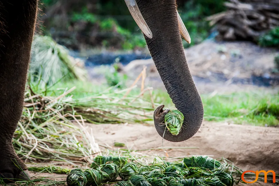 Wildlife in Chitwan National Park