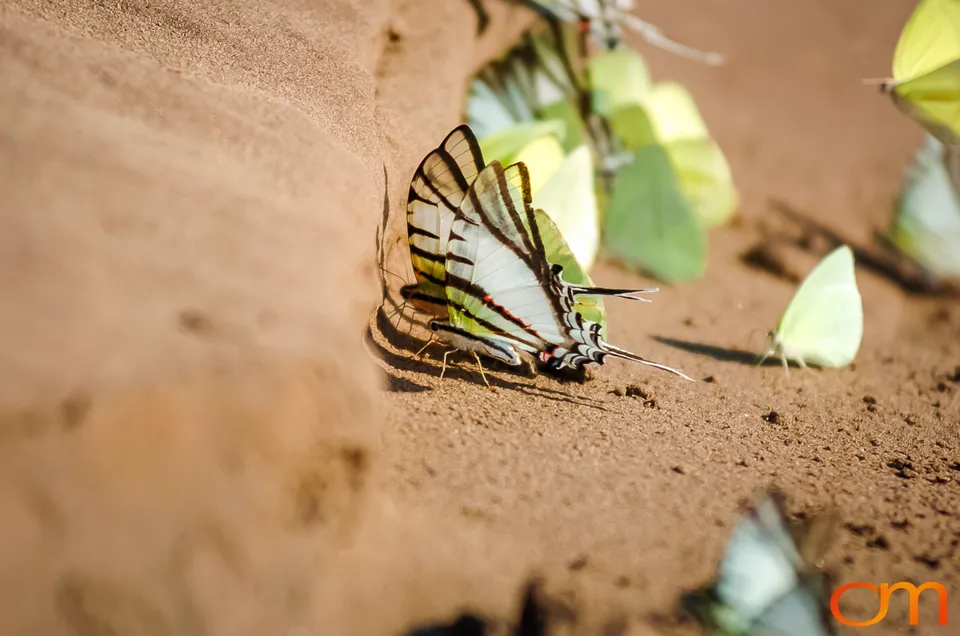 Butterfly Mud-Puddling in the Peruvian Amazon