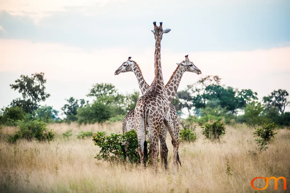 South African Giraffes: Okavango Delta