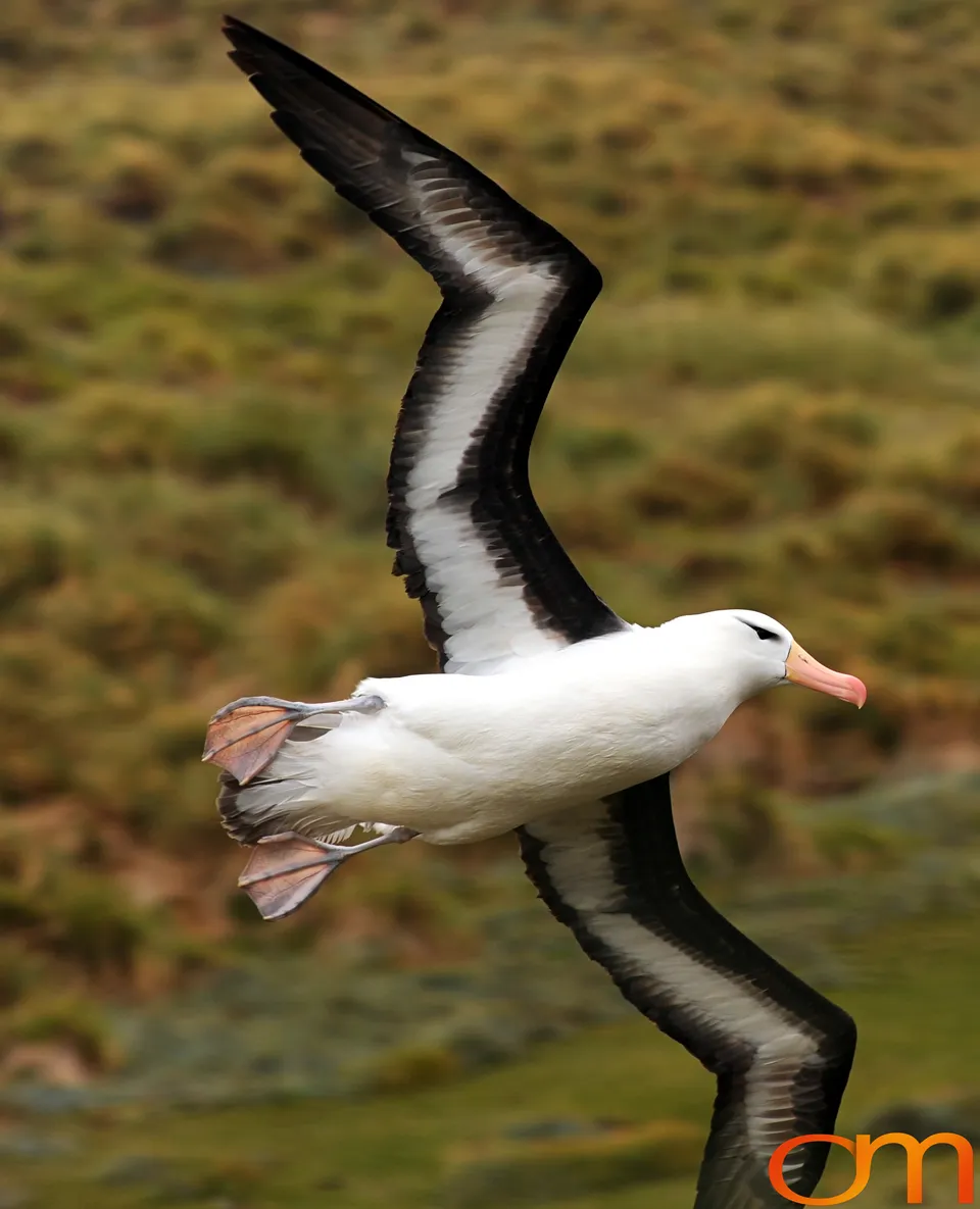 Black-Browed Albatross