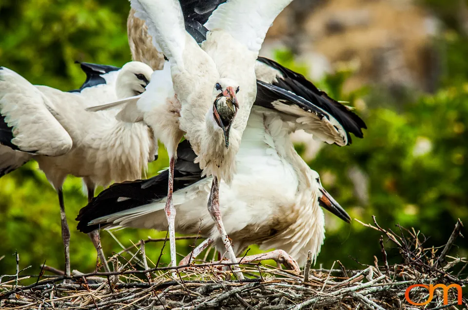 White Storks Nesting in Selçuk