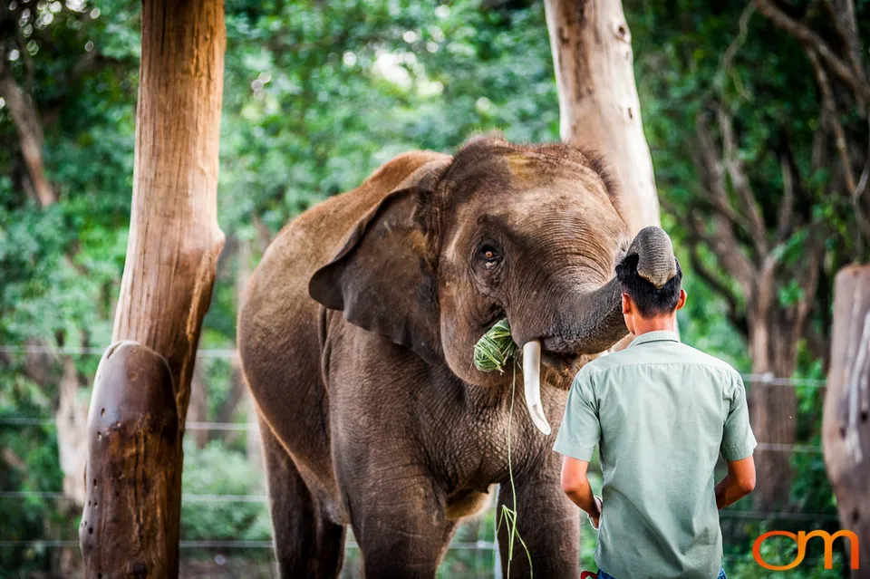 Wildlife in Chitwan National Park
