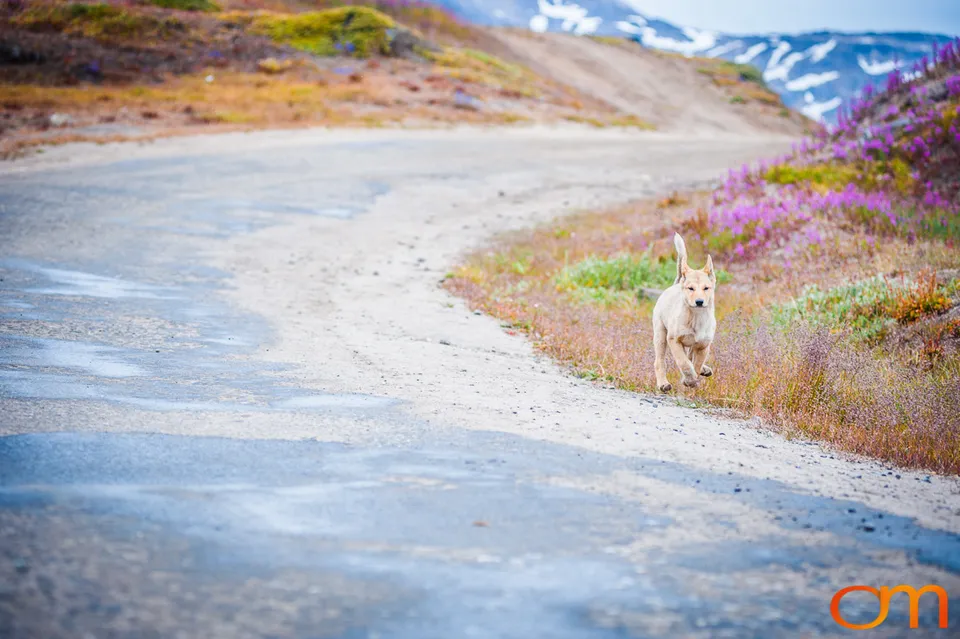 Qimmit: Greenland’s Working Sled Dogs