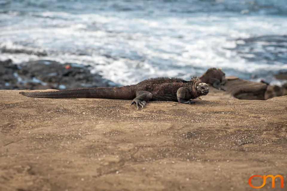 Galápagos Marine Iguana
