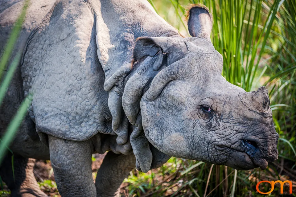 Wildlife in Chitwan National Park