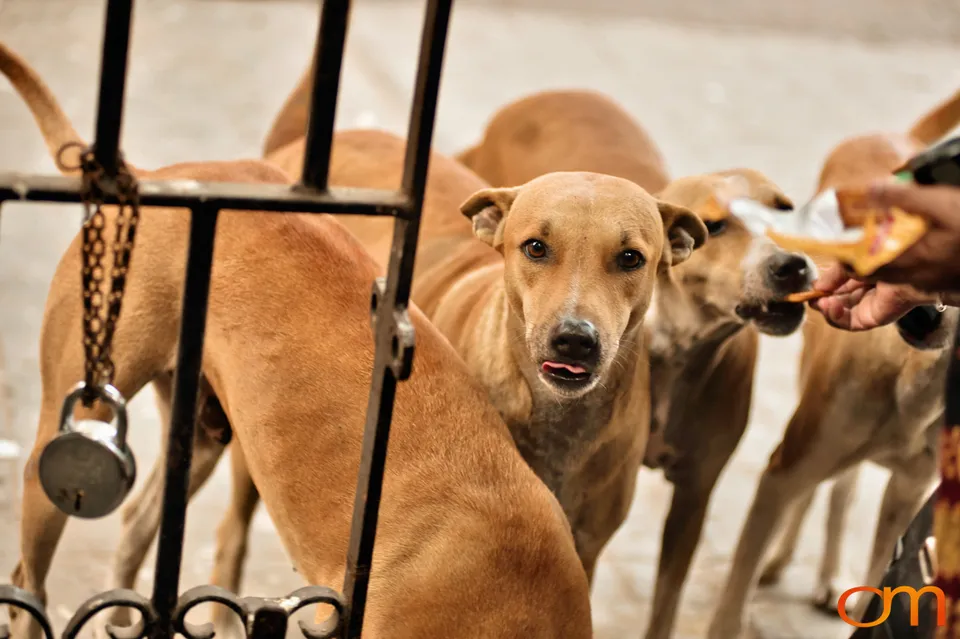 Kolkata Street Dogs: Community Care and the Indian Native Dog
