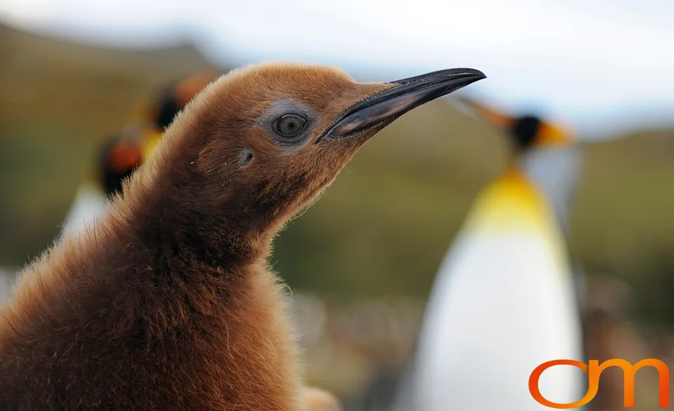 King Penguins
