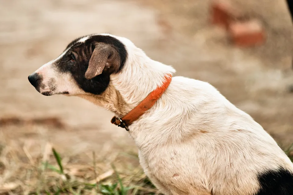 Kolkata Street Dogs: Community Care and the Indian Native Dog