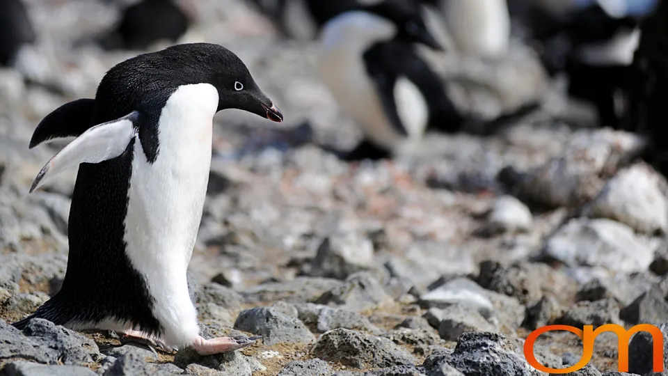 Adélie Penguins